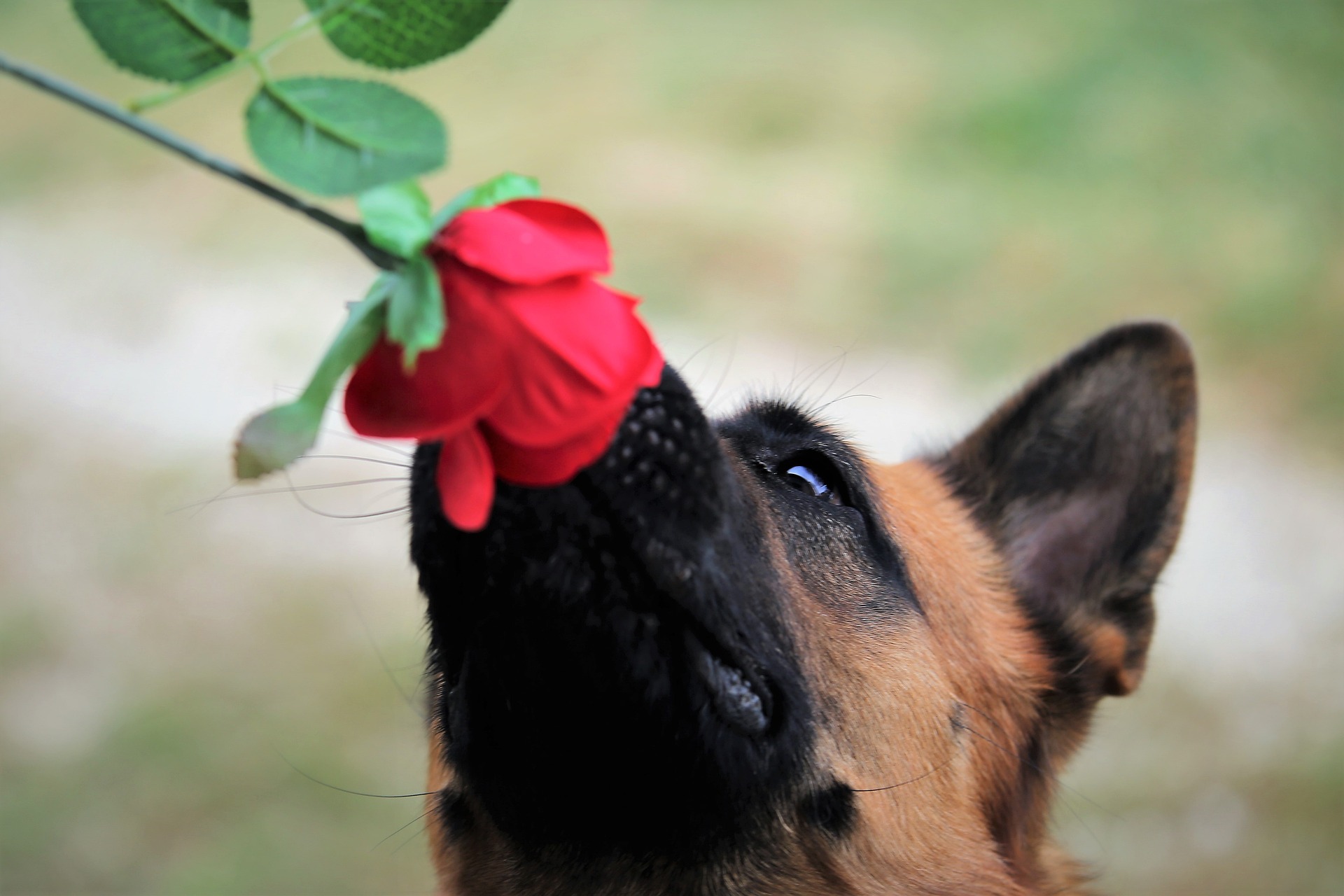 German shepherd inspecting a rose with gentle curiosity.