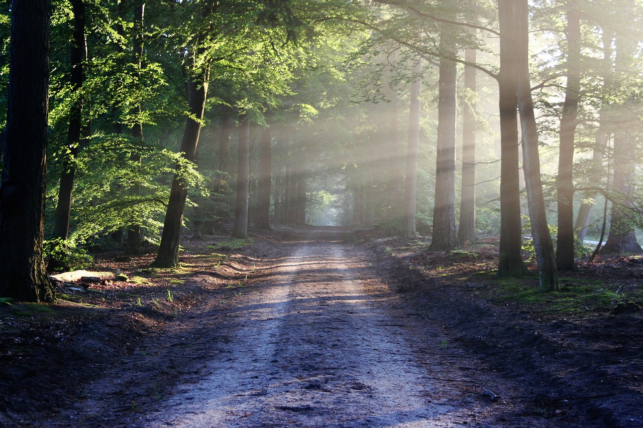 Sunlight filtering through a serene forest path