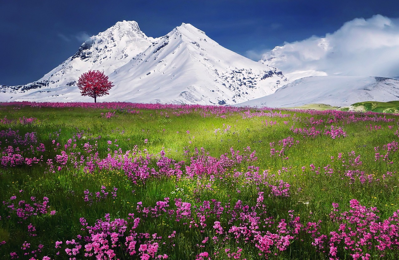 A solitary tree in a field of vibrant pink flowers with snowy mountains in the background
