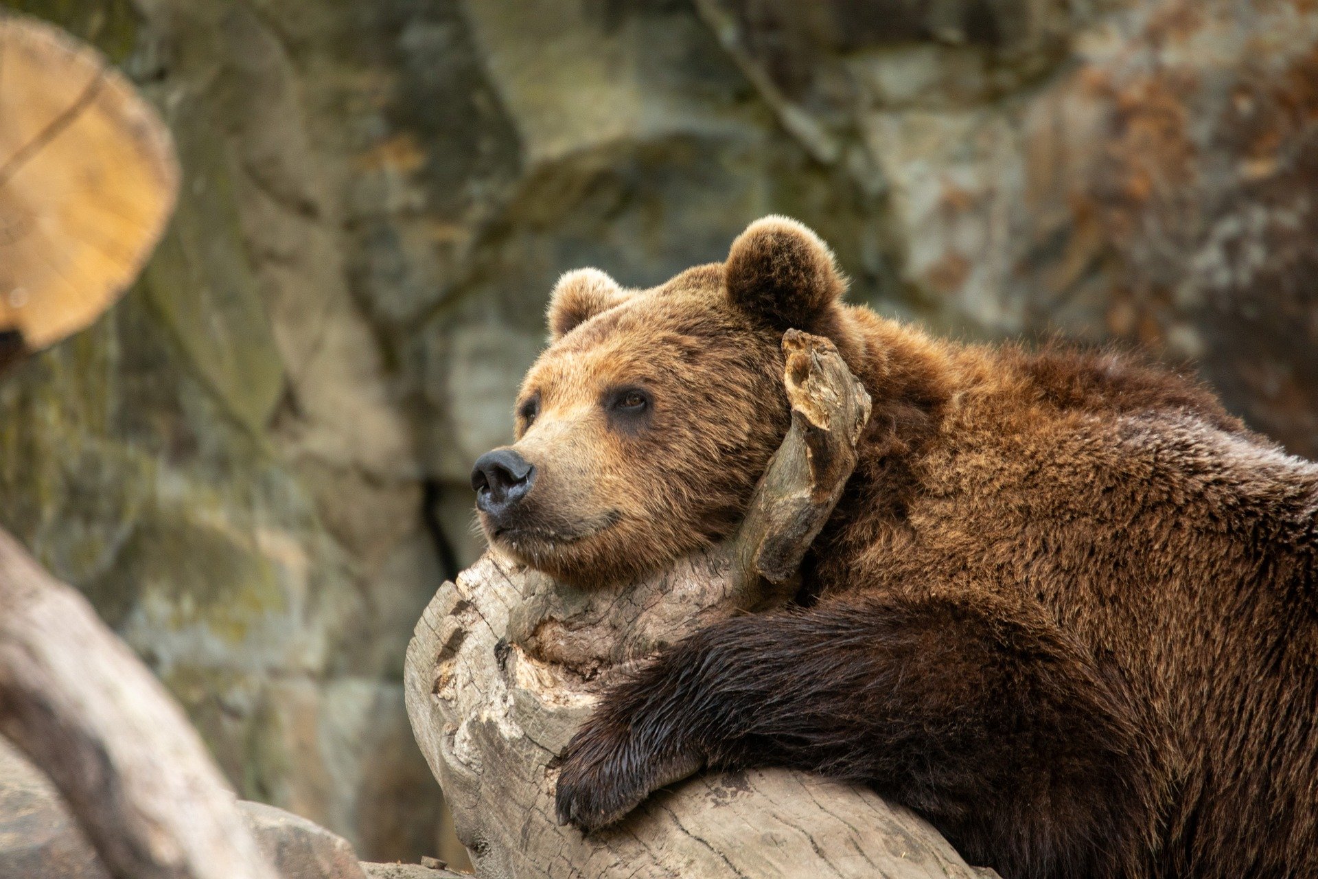 Majestic Rest: A Bear's Tranquil Moment