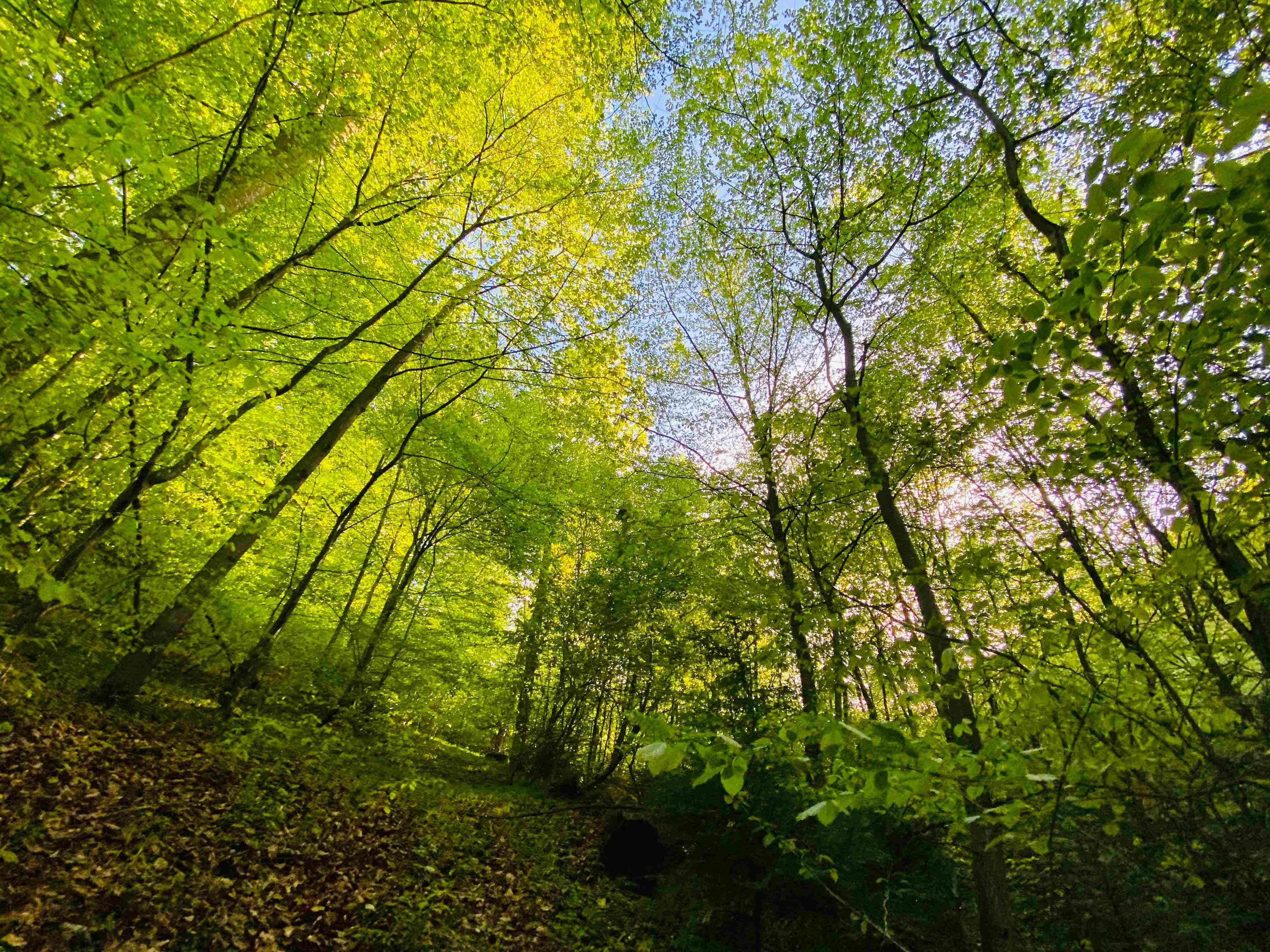 Fog over tall trees in morning forest