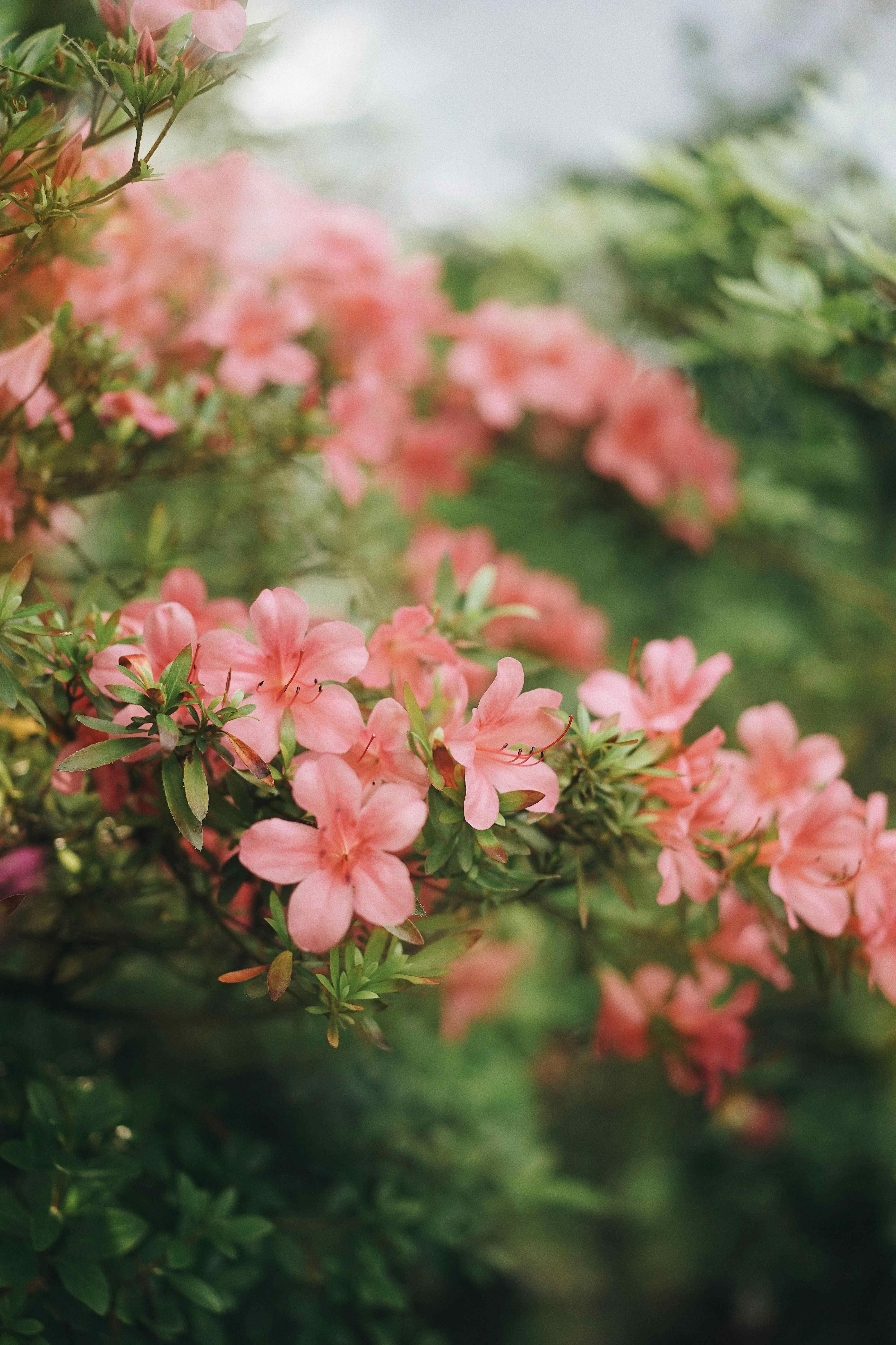 Macro photography of pink flowers with blurry background